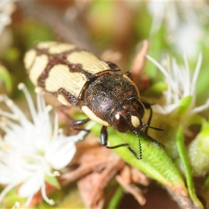Castiarina decemmaculata (Ten-spot Jewel Beetle) at Fadden, ACT - Yesterday by Harrisi