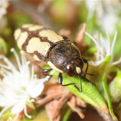 Castiarina decemmaculata (Ten-spot Jewel Beetle) at Fadden, ACT - Yesterday by Harrisi