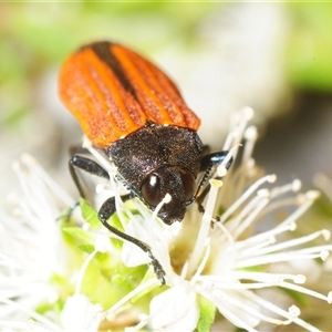 Castiarina erythroptera (Lycid Mimic Jewel Beetle) at Fadden, ACT - Yesterday by Harrisi