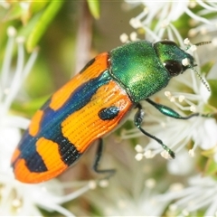 Castiarina scalaris (Scalaris jewel beetle) at Fadden, ACT - Yesterday by Harrisi