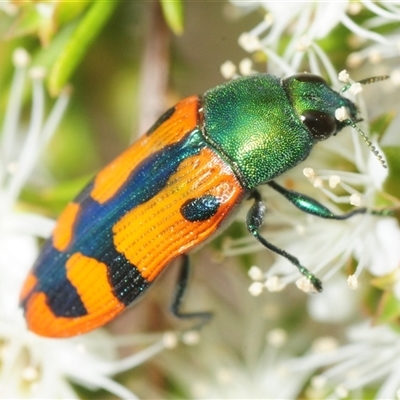 Castiarina scalaris (Scalaris jewel beetle) at Fadden, ACT - Yesterday by Harrisi