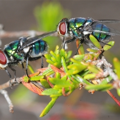 Unverified True fly (Diptera) at Fadden, ACT - Yesterday by Harrisi