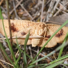 Unverified Moth (Lepidoptera) at Fadden, ACT - 21 Nov 2025 by Harrisi
