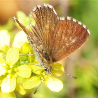 Unverified Blue or Copper (Lycaenidae) at Fadden, ACT - Yesterday by Harrisi