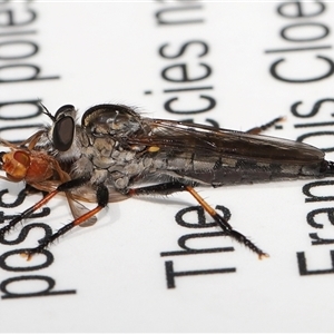 Unverified Robber fly (Asilidae) at Acton, ACT - 20 Nov 2025 by TimL