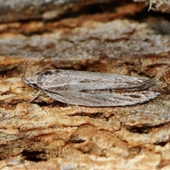 Unverified Curved-horn moth (all Gelechioidea except Oecophoridae) at Acton, ACT - 20 Nov 2025 by TimL