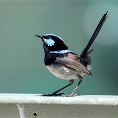 Malurus cyaneus (Superb Fairywren) at Yarralumla, ACT - 18 Nov 2025 by TimL