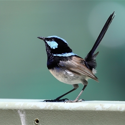 Malurus cyaneus (Superb Fairywren) at Yarralumla, ACT - 18 Nov 2025 by TimL