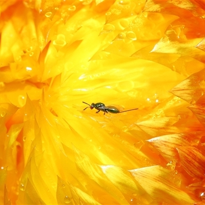 Torymidae (family) at Acton, ACT - Yesterday by TimL