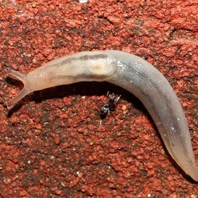 Ambigolimax sp. (valentius and waterstoni) (Striped Field Slug) at Acton, ACT - Yesterday by TimL