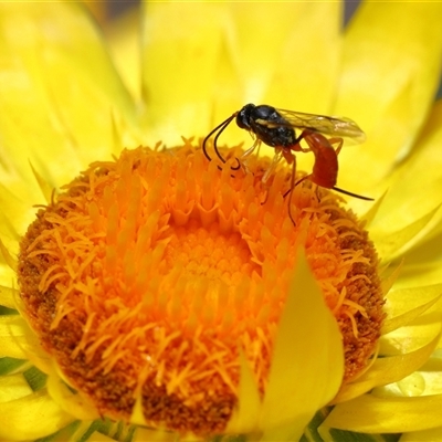 Ichneumonoidea (Superfamily) at Acton, ACT - Yesterday by TimL