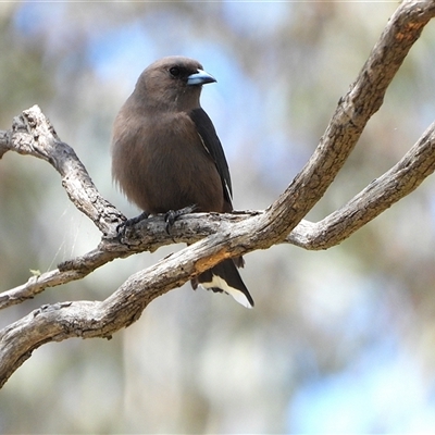 Artamus cyanopterus (Dusky Woodswallow) at Strathnairn, ACT - 23 Nov 2025 by LineMarie