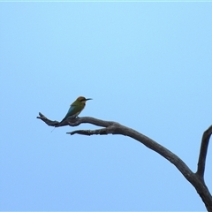 Merops ornatus (Rainbow Bee-eater) at Strathnairn, ACT - 23 Nov 2025 by LineMarie