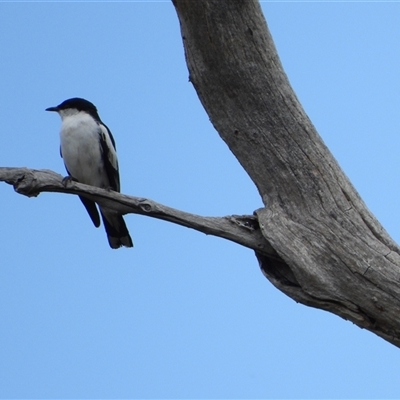 Lalage tricolor (White-winged Triller) at Strathnairn, ACT - 23 Nov 2025 by LineMarie