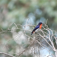 Dicaeum hirundinaceum at Strathnairn, ACT - 23 Nov 2025 by LineMarie