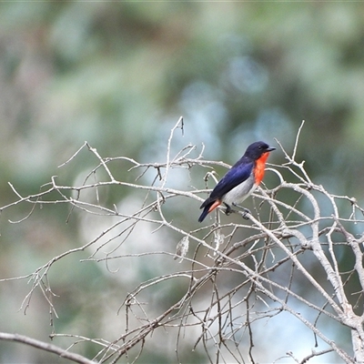 Dicaeum hirundinaceum at Strathnairn, ACT - 23 Nov 2025 by LineMarie