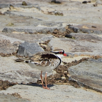 Thinornis melanops (Black-fronted Dotterel) at Denman Prospect, ACT - Yesterday by LineMarie