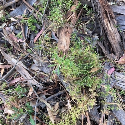 Galium aparine (Goosegrass, Cleavers) at Watson, ACT - Yesterday by waltraud