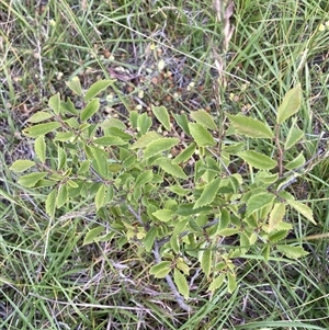 Ulmus procera at Watson, ACT - Yesterday by waltraud