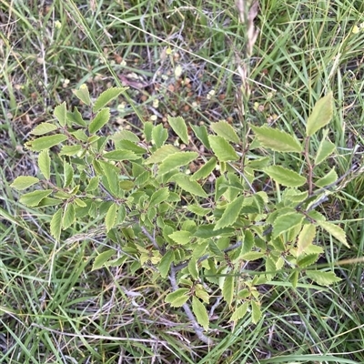 Ulmus procera at Watson, ACT - Yesterday by waltraud