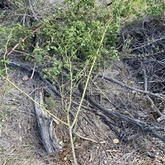 Rosa rubiginosa (Sweet Briar, Eglantine) at Watson, ACT - Yesterday by waltraud
