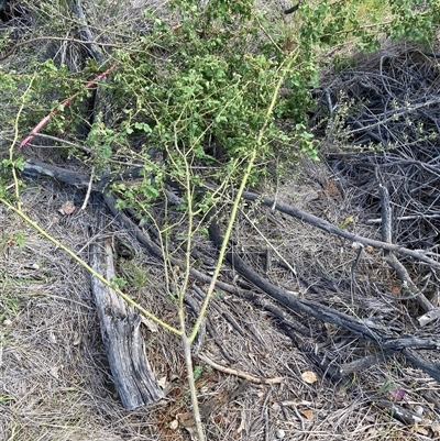 Rosa rubiginosa (Sweet Briar, Eglantine) at Watson, ACT - Yesterday by waltraud