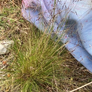 Nassella trichotoma (Serrated Tussock) at Watson, ACT - Yesterday by waltraud