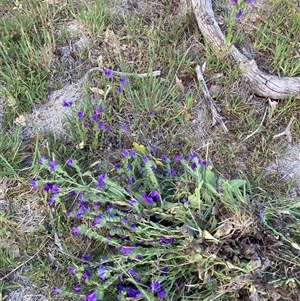 Echium plantagineum (Paterson's Curse) at Watson, ACT - Yesterday by waltraud