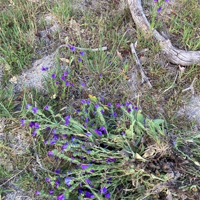 Echium plantagineum (Paterson's Curse) at Watson, ACT - Yesterday by waltraud