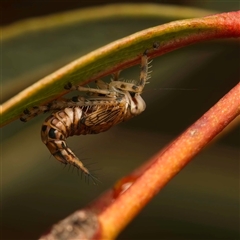 Brunotartessus fulvus (Yellow-headed Leafhopper) at Acton, ACT - Yesterday by Debbie05