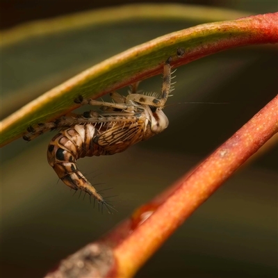 Brunotartessus fulvus (Yellow-headed Leafhopper) at Acton, ACT - Yesterday by Debbie05