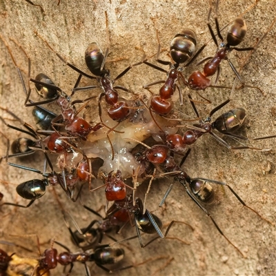Iridomyrmex purpureus (Meat Ant) at Acton, ACT - Yesterday by Debbie05