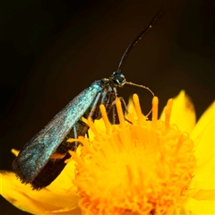 Pollanisus (genus) at Acton, ACT - Yesterday by Debbie05