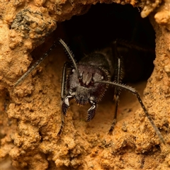 Camponotus intrepidus (Flumed Sugar Ant) at Acton, ACT - Yesterday by Debbie05