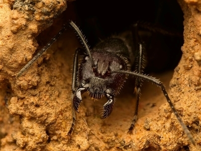 Camponotus intrepidus (Flumed Sugar Ant) at Acton, ACT - Yesterday by Debbie05