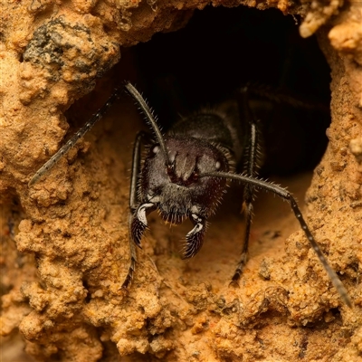 Camponotus intrepidus (Flumed Sugar Ant) at Acton, ACT - Yesterday by Debbie05
