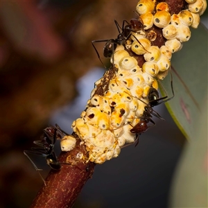 Iridomyrmex purpureus (Meat Ant) at Acton, ACT - Yesterday by Debbie05
