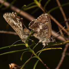 Neolucia (genus) at Acton, ACT - Yesterday by Debbie05