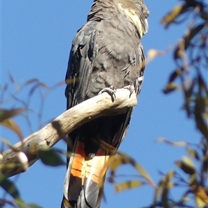 Calyptorhynchus lathami lathami (Glossy Black-Cockatoo) at Colo Vale, NSW - 9 Nov 2025 by GITM2