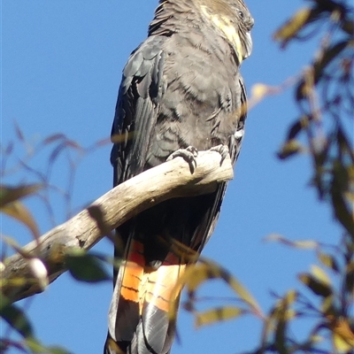 Calyptorhynchus lathami lathami (Glossy Black-Cockatoo) at Colo Vale, NSW - 9 Nov 2025 by GITM2