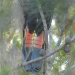 Calyptorhynchus lathami lathami at Colo Vale, NSW - suppressed