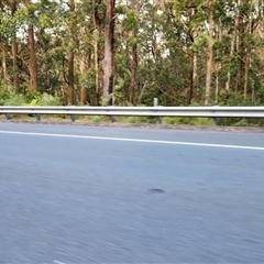 Callocephalon fimbriatum at Buckenbowra, NSW - 19 Nov 2025 by Darren308