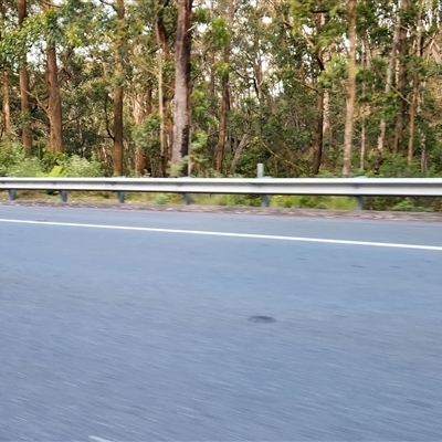 Callocephalon fimbriatum at Buckenbowra, NSW - 19 Nov 2025 by Darren308