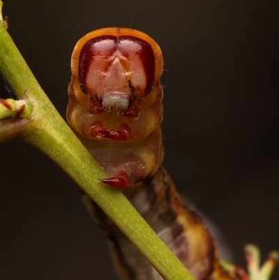 Unverified Insect at Acton, ACT - Yesterday by Debbie05