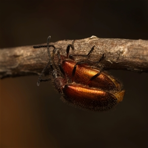 Ecnolagria grandis (Honeybrown beetle) at Acton, ACT - Yesterday by Debbie05