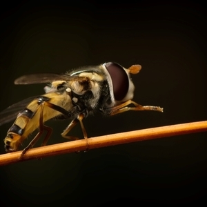 Simosyrphus grandicornis (Common hover fly) at Acton, ACT - Yesterday by Debbie05