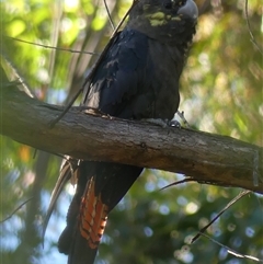 Calyptorhynchus lathami lathami (Glossy Black-Cockatoo) at Colo Vale, NSW - 9 Nov 2025 by GITM2
