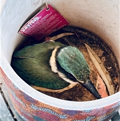 Todiramphus sanctus (Sacred Kingfisher) at Hughes, ACT - Yesterday by EmmaDavidson