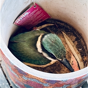 Todiramphus sanctus (Sacred Kingfisher) at Hughes, ACT - Today by EmmaDavidson