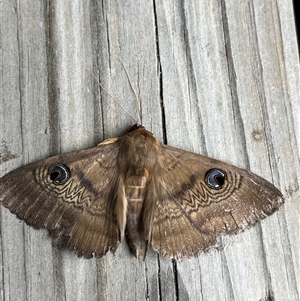 Dasypodia selenophora (Southern Old Lady Moth) at Gordon, ACT - 21 Nov 2025 by GG